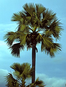 lontar