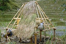 Bontoc