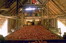 Kisar house