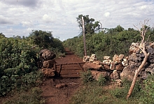 Moa