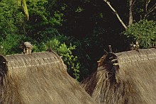 Ngada