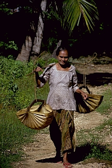 lontar