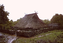 Roti