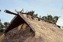 Roti
