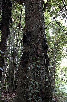 Toraja