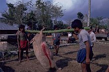 SUMBA