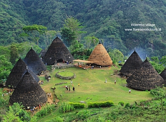 フローレス島マンガライ族